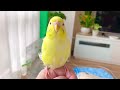 【セキセイインコ】お迎え3日目【先住インコの件】