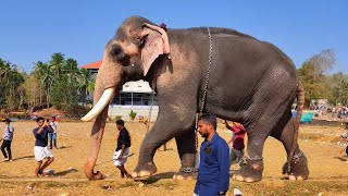 ഉത്രാളി പൂരത്തിന് വരുന്ന പൂരനായകൻ 🥰 | Thiruvambadi Chandrasekaran Uthralikavu Pooram | Chandru Entry