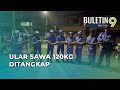 Ular Sawa Baham Ternakan Penduduk Berjaya Ditangkap