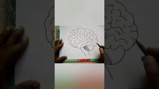 How to draw Brain || Human Brain Anatomy Drawing || Brain diagram for school, college students