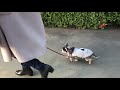 まだ散歩したくて抵抗するチワワ【犬】