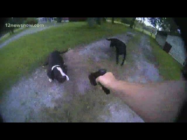 Can You Shoot A Dog Attacking Livestock