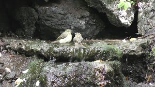 山中湖 大洞の泉のキビタキ（幼鳥）とキビタキ（雌）の水浴び　その４（4K動画）