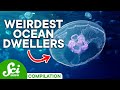 The Most Shocking Creatures at the Bottom of the Ocean