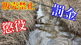 販売すると逮捕される生物!?特定第二種国内希少動植物種を探せ！