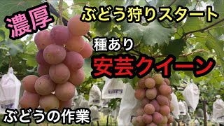 「ぶどうの作業」濃厚種あり安芸クイーン！是非ぶどう狩りでゲットしてください！