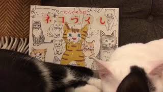 猫と本と雑談 もちベルナイト第10回20180218 大人のぬり絵猫づくし