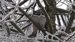 Hökuggla, Northern hawk owl, Surnia ulula. Uppsala, Sweden