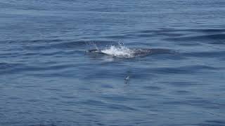 Blue Marlin Eating A Live Bonita!