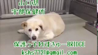 【里親募集中】山口県宇部より【保健所収容犬】