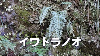 山野草・シダ編#63　イワトラノオ