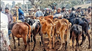 @ শনিবার ১৮/২/২৩ | কম দামে দেশী ও ক্রাস জাতের হাড্ডিসার গরু কিনুন | হাড্ডিসার গরুর হাট | ঝিনাইদহ হাট