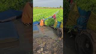 ตัดเต็มแพแล้วยกผักขึ้นรถได้ #คนทำเกษตรแบบผสมผสาน #farming