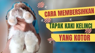 CARA MEMBERSIHKAN KAKI KELINCI YANG KOTOR