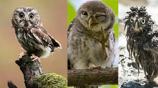 OWL- A funny owls & cute owls compilation | 2022