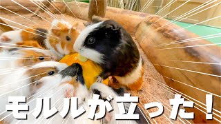 モルモットの立った時のフォルム可愛すぎん！？w Guinea pigs eat squash