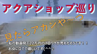 【アクアショップ巡り】トロピカルフュッシュ佐野さんのや～つ