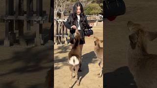 鹿に愛情たっぷり❤️の外国人観光客Nara Park deer