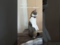 爆発音にびっくりした猫がこうなりました😳😂 catcute ねこのいる生活 猫との暮らし