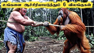 வித்தியாசமான விலங்குகள் || Amazing Animals caught by camera || Tamil Galatta News