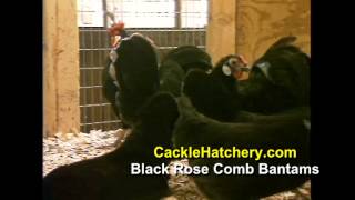 Black Rose Comb Bantam Breed Chicken (Breeder Flock)