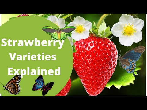 Strawberry Varieties Explained - YouTube