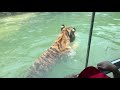 深圳vlog ▸ 陪我去深圳野生動物園 ￥50入鐵籠車餵野生動物 嚇鬼死人