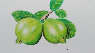 Guava drawing  in colour pencils | how to draw realistic Guava | fruits drawing step by step