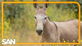 Wild burros removed in California over safety concerns, sparking local debate