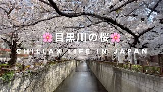 🌸桜🌸 目黒川の桜景色