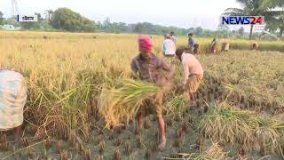 চট্টগ্রামে চলছে আমন ধান কাটার উৎসব 14Nov.18