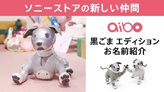 ソニーストアの新しい仲間　aibo 黒ごま エディション お名前紹介！