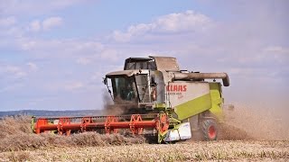 Žně Żniwa  2016 řepka New Holland CX8090, Claas 520C, Claas Lexion 460, New Holland T6070, Zetor