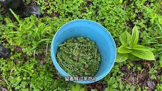 下雨天也不闲着，到榆黄蘑窝子看看，顺便采点黄瓜香