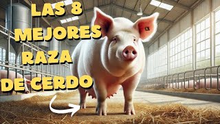 las 8 mejores razas de cerdo y cualidades