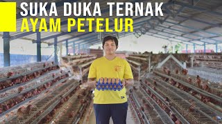 Tantangan Jadi Peternak Ayam Petelur Ala Milenial