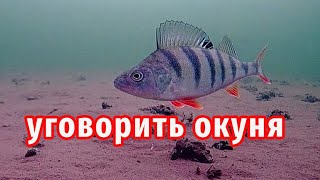 Как ЛЕГКО ПОЙМАТЬ ОКУНЯ  окуня без мотыля! Универсальная приманка и простая проводка!