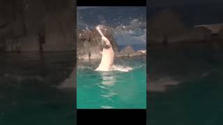 回転しながら水を飛ばすよベルーガ（シロイルカ）Beluga whale #shorts