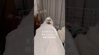 【オキナインコ】途中で道クソしてトコトコこっちへ向かってくる白い鳥 　#オキナインコ　#アルビノ