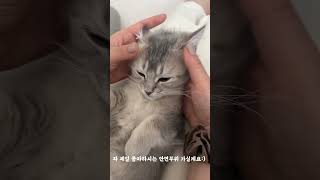 둘째 언니의 거침없는 손놀림ㅋㅋㅋ   #브리티시쇼트헤어 #cat #catlover #고양이 #고양이일상 #집사일상