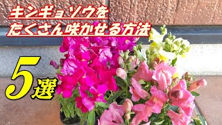 【花】キンギョソウの育て方・植え付け