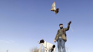 August 2022. Tiercel cassini peregrine.  last flights of the first season - waiting on