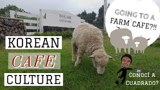 GOING TO A SHEEP CAFE IN JEJU ISLAND