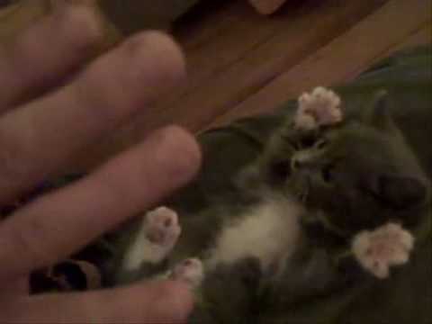 Surprised Kitty Youtube