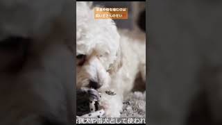 犬がコレをしたら飼い主不合格！？#犬#愛犬#ペット#犬を飼う#犬の行動#家具や物を噛む#shorts#YouTubeshorts