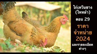 ไก่เหวินชาง (ไหหลำ) ราคาค่าตัวน้องๆปี 2024 และรายละเอียดต่างๆ ตอน 29 #ไก่เหวินชาง #ไก่ไหหลำ