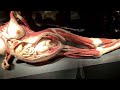 body worlds museum short heidelberg germany germany cherelyhauck81