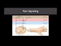 Lecture 24   Introduction to Narcotic Pain Relievers  Morphine