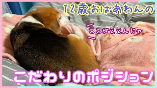 [Beagle dog] 12 years old, senior dog's particular position ♪