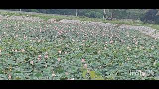 LOTUS GARDEN FLOWERS//ಶೃಂಗೇರಿ ಹತ್ತಿರ ಬರುವ ದಾರಿಯಲ್ಲಿ ಕಂಡ ತಾವರೆ ಕೊಳ.ಕಣ್ಣಿಗೆ ಮನಮೋಹಕ ದೃಶ್ಯ.